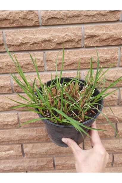 Весна  Міскантус після срижки